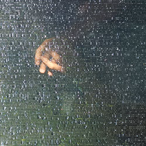 Rain Drops reflections on fly screen