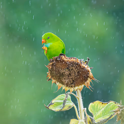 Rain & Wild - old