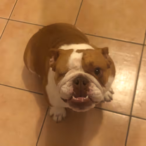 Raina the Pirate Bulldog