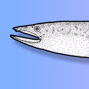 The Rainbow Long Eel Experiment