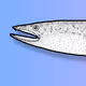 The Rainbow Long Eel Experiment