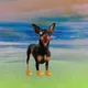 Woofy Rainbow Tongue Collections - old