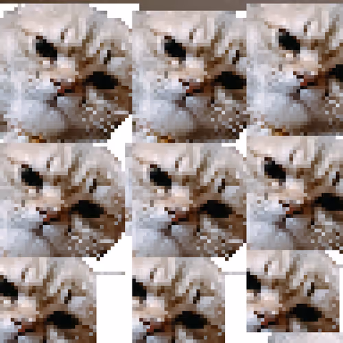 Rum my cat