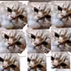 Rum my cat