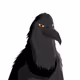 Rambler Ravens