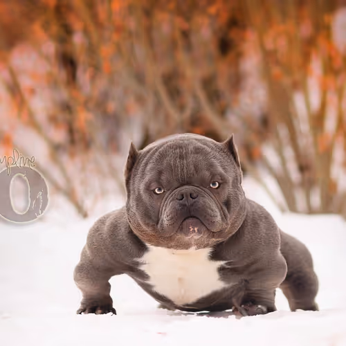 Ramos_Bullys