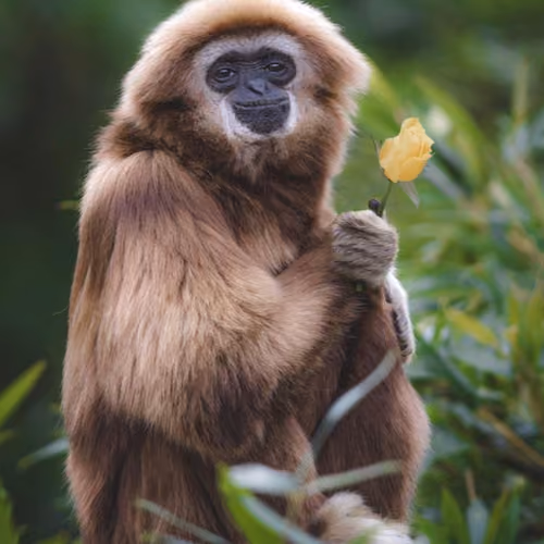 Kind Apes