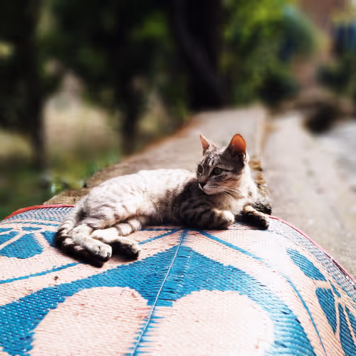 Random arts by loldear