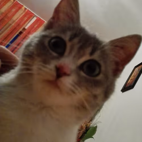 my crazy kitty