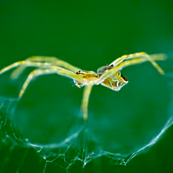 Espace réservé aux médias de l'article