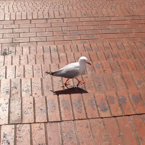 Random - Unique - Weird