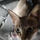 random_cats