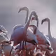 Rare flamingos
