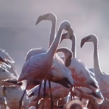 Rare flamingos