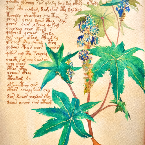 RareManuscripts Collection