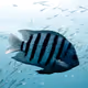 RareSeas Genesis