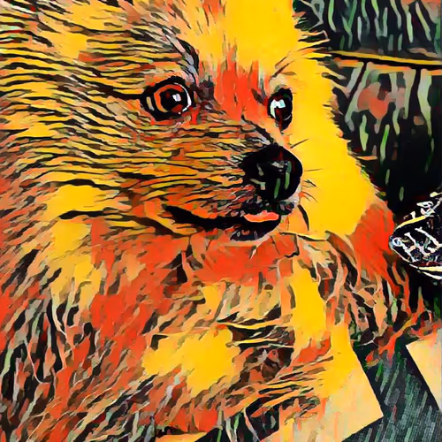 Rarest Pomeranian Spitz