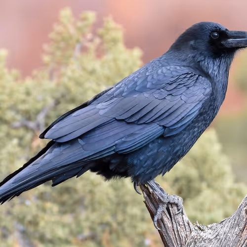 Ravens V3
