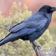 Ravens V3