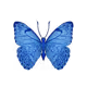 Royal Blue Butterfly