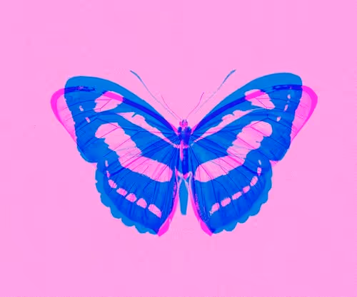 Real Butterfly Cards