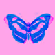 Real Butterfly Cards