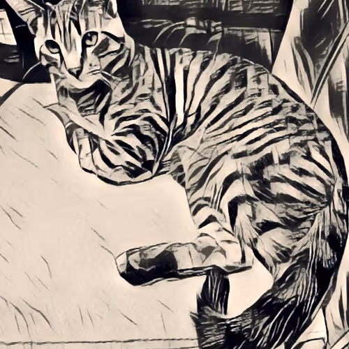 Real cat life