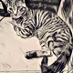 Real cat life