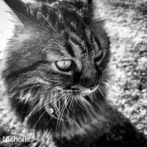 Real Cats Encountered NFT - old