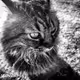 Real Cats Encountered NFT - old