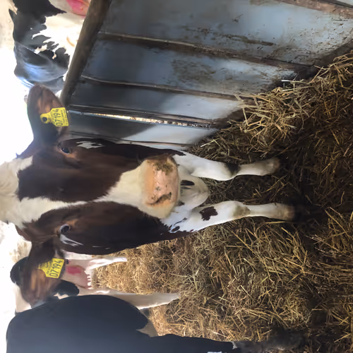 Real life cows