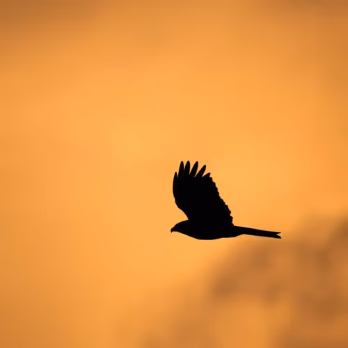 Animals Pictures by Guillaume Fruquiere