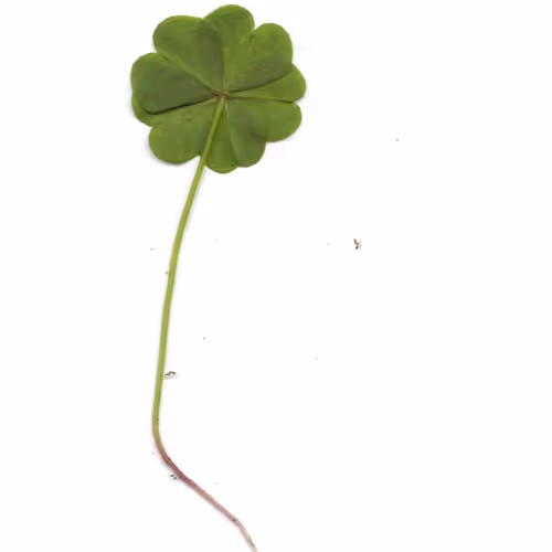 Real-Four-leaf clover