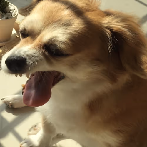 real Pet photograph - old