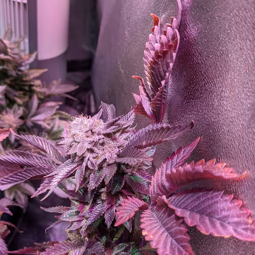 Red and Purple Pineapple Chunk