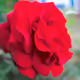 Red BeaUty V4