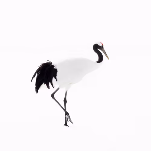 Red-Crowned Cranes