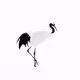 Red-Crowned Cranes