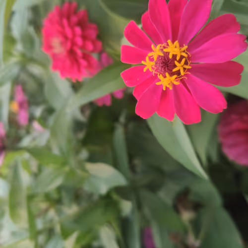 Red Flowers