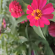 Red Flowers