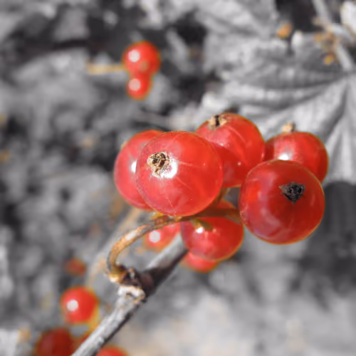 Red Ribes