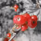 Red Ribes