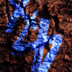 Red Rock - old V2