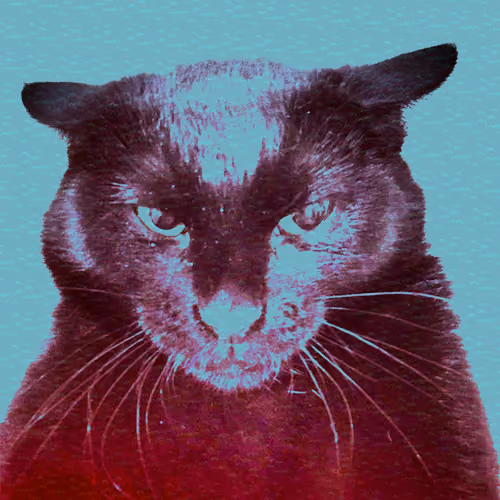 Redcatonblue
