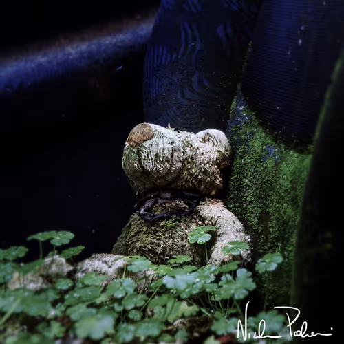 Redez Collection: Le Foto