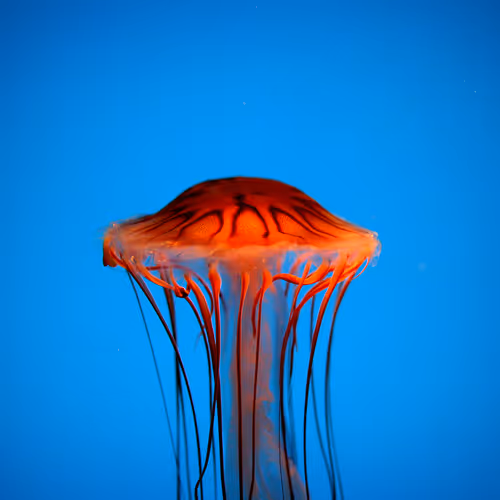 RedJelly #1