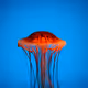 RedJelly #1