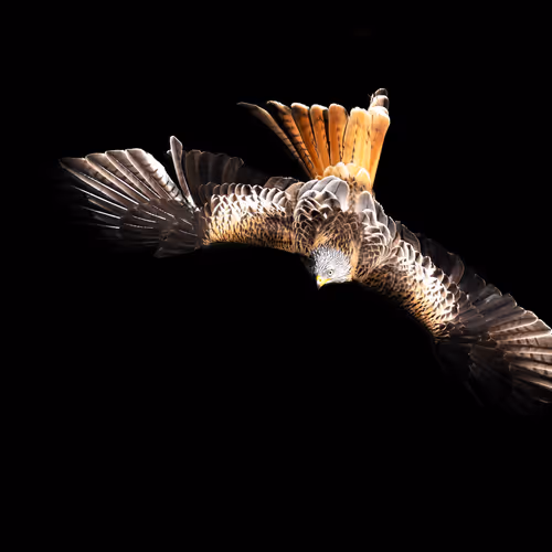 by rsa redkite black Collection