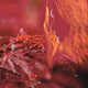 REDPASSION