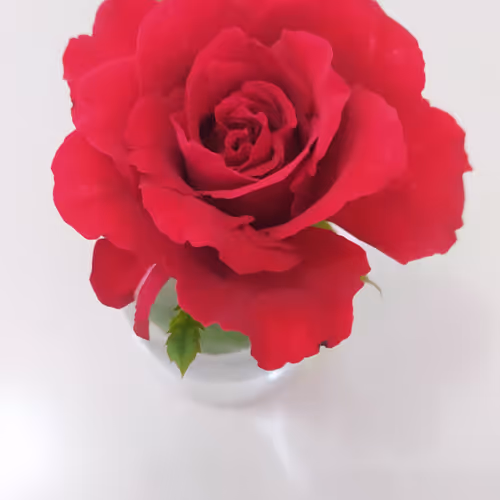 red_rose12